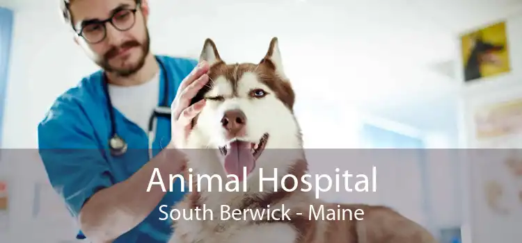 Animal Hospital South Berwick - Maine