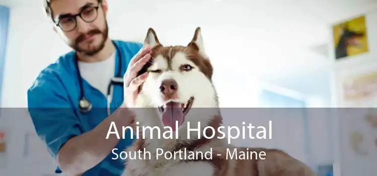 Animal Hospital South Portland - Maine