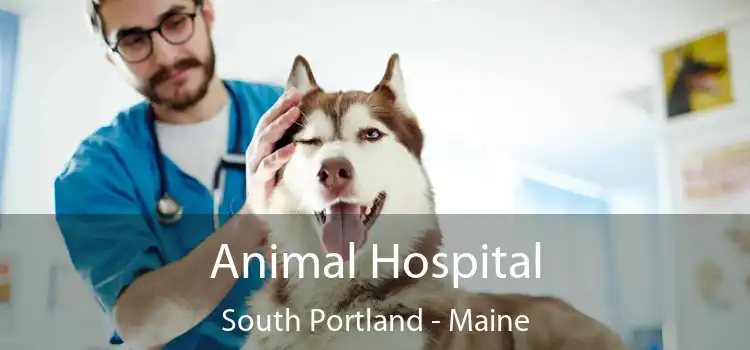 Animal Hospital South Portland - Maine