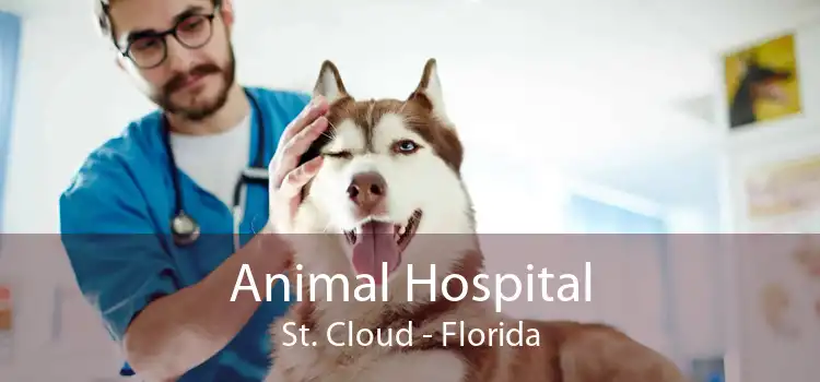 Animal Hospital St. Cloud - Florida