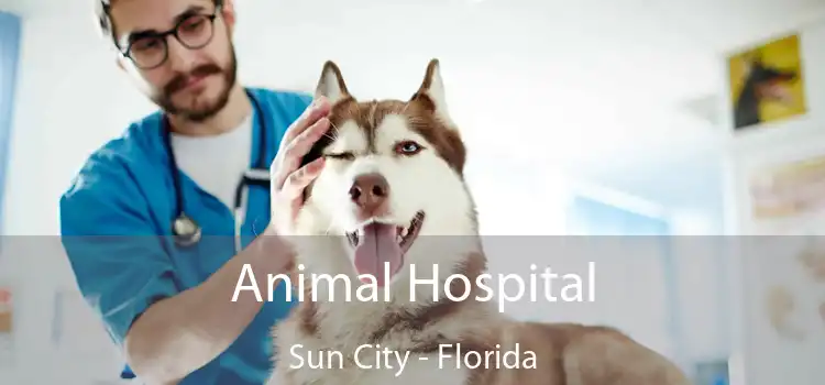 Animal Hospital Sun City - Florida