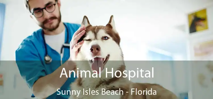 Animal Hospital Sunny Isles Beach - Florida