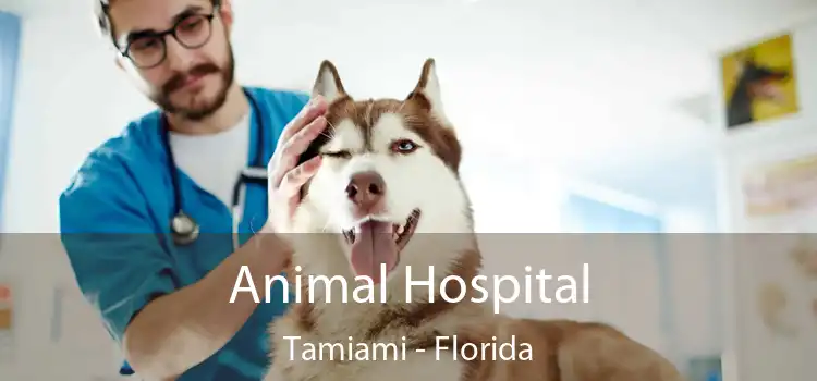 Animal Hospital Tamiami - Florida