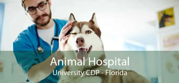 Animal Hospital University CDP - Florida