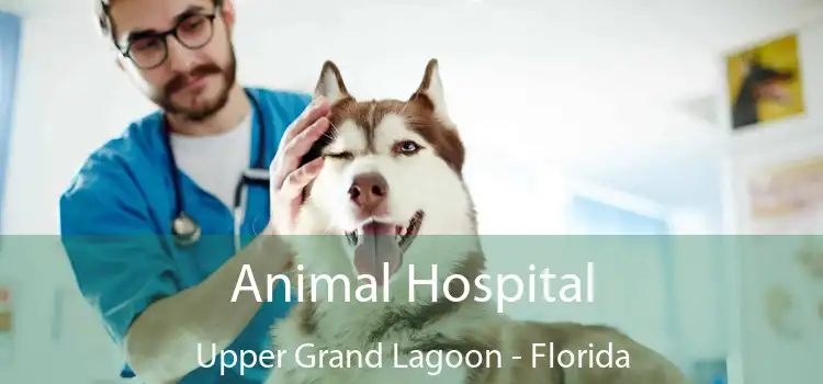 Animal Hospital Upper Grand Lagoon - Florida