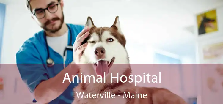 Animal Hospital Waterville - Maine