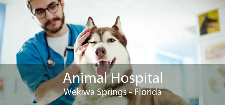 Animal Hospital Wekiwa Springs - Florida
