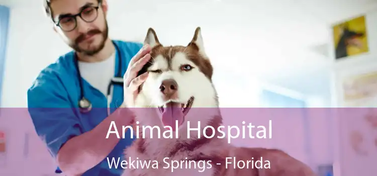 Animal Hospital Wekiwa Springs - Florida