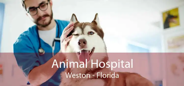 Animal Hospital Weston - Florida
