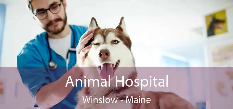 Animal Hospital Winslow - Maine