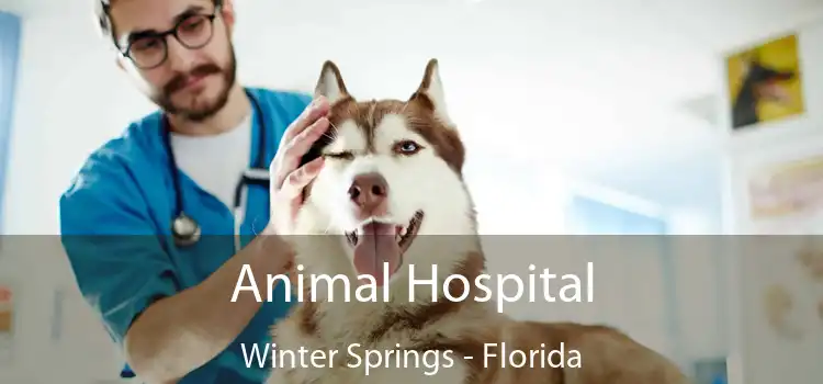 Animal Hospital Winter Springs - Florida