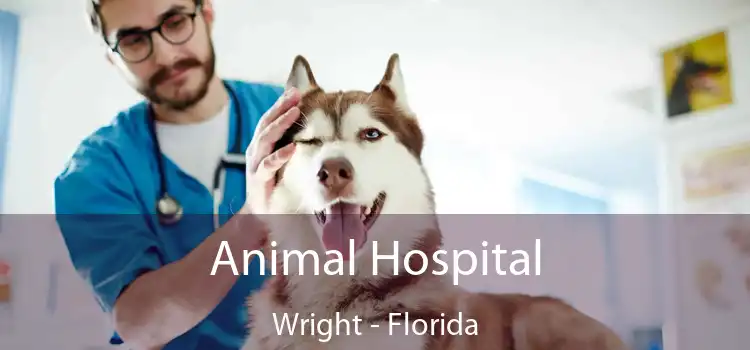 Animal Hospital Wright - Florida
