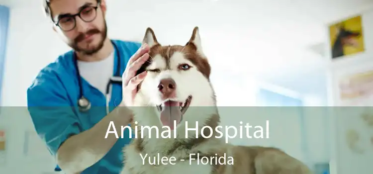 Animal Hospital Yulee - Florida