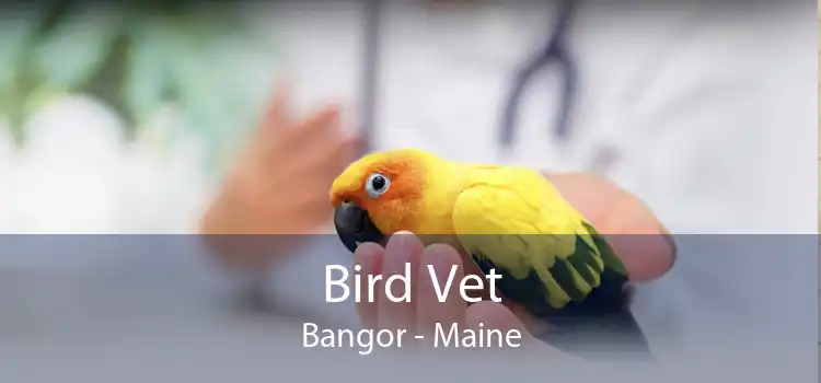 Bird Vet Bangor - Maine