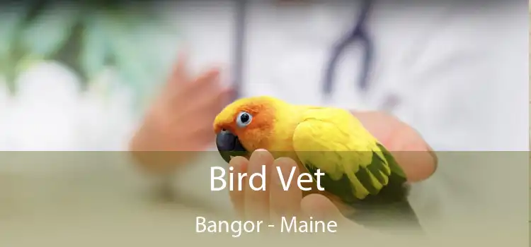 Bird Vet Bangor - Maine