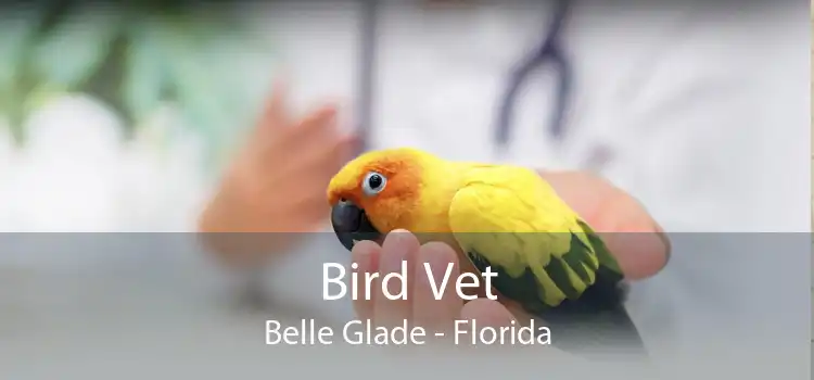 Bird Vet Belle Glade - Florida