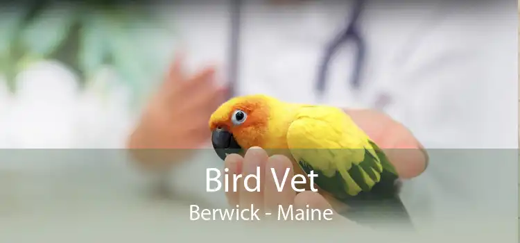 Bird Vet Berwick - Maine