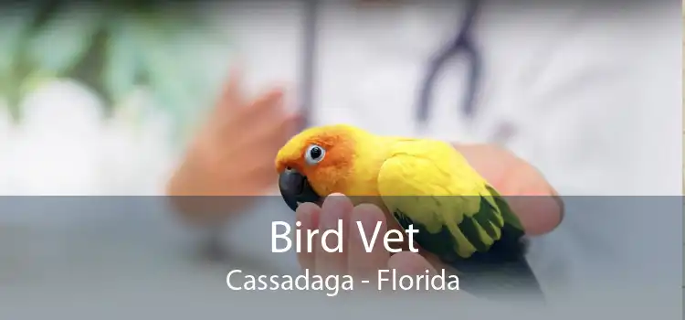 Bird Vet Cassadaga - Florida