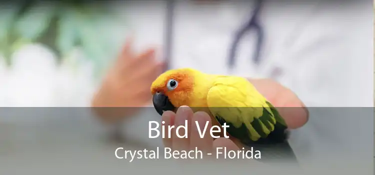 Bird Vet Crystal Beach - Florida
