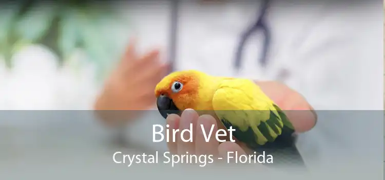 Bird Vet Crystal Springs - Florida