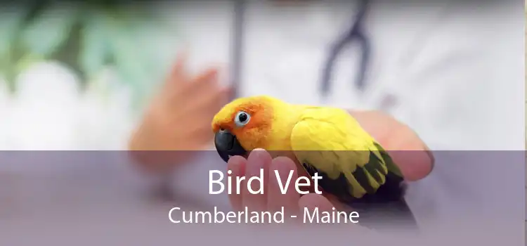 Bird Vet Cumberland - Maine