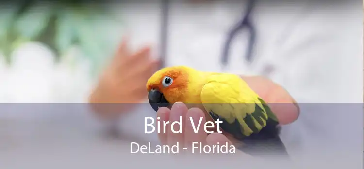 Bird Vet DeLand - Florida