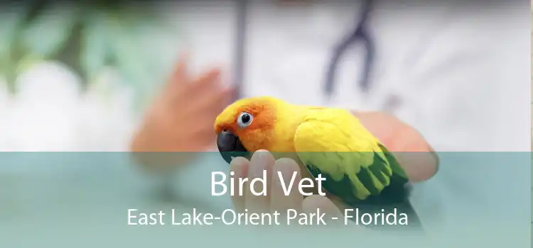 Bird Vet East Lake-Orient Park - Florida