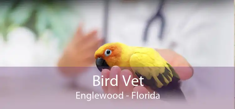 Bird Vet Englewood - Florida