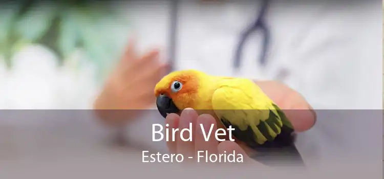 Bird Vet Estero - Florida