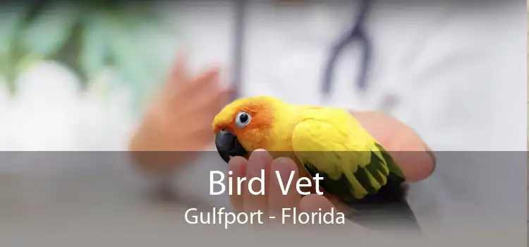 Bird Vet Gulfport - Florida