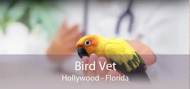 Bird Vet Hollywood - Florida