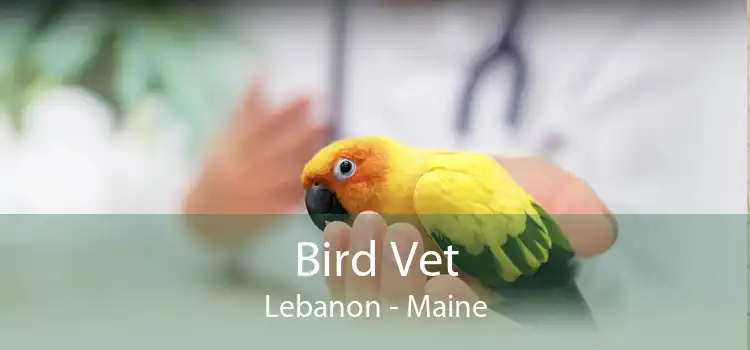 Bird Vet Lebanon - Maine