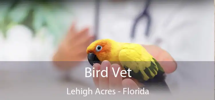 Bird Vet Lehigh Acres - Florida