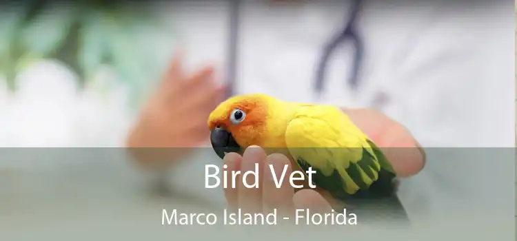 Bird Vet Marco Island - Florida
