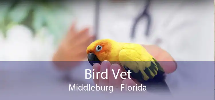 Bird Vet Middleburg - Florida