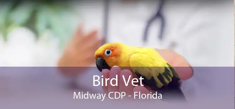 Bird Vet Midway CDP - Florida