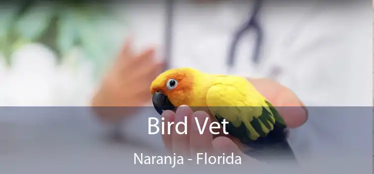 Bird Vet Naranja - Florida