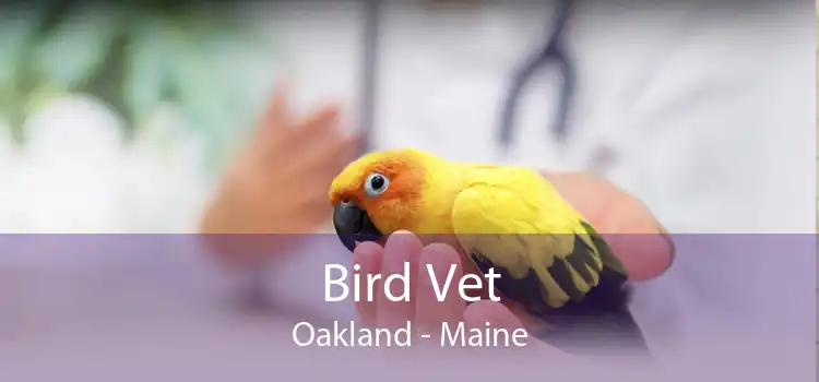 Bird Vet Oakland - Maine