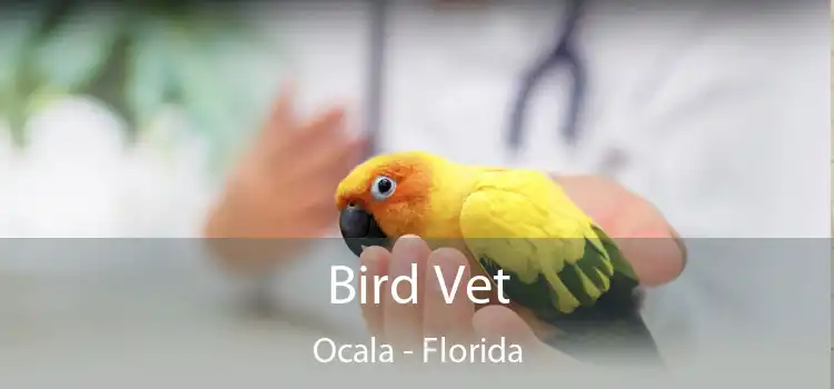 Bird Vet Ocala - Florida