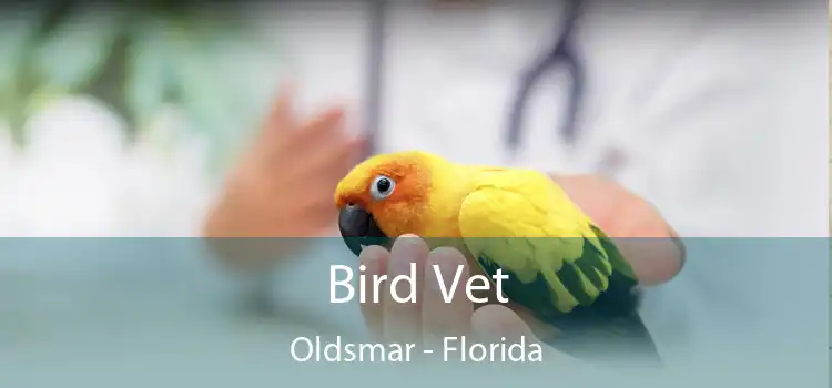 Bird Vet Oldsmar - Florida