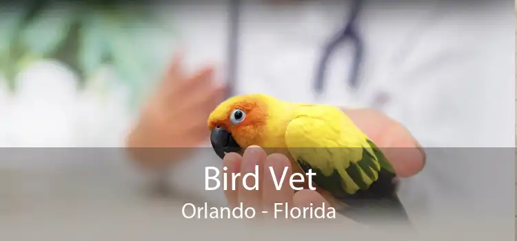 Bird Vet Orlando - Florida