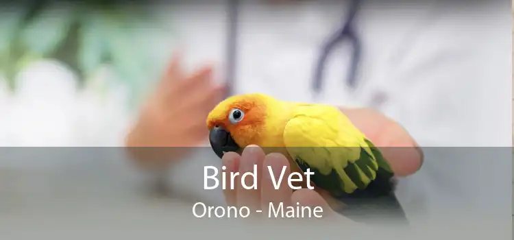 Bird Vet Orono - Maine