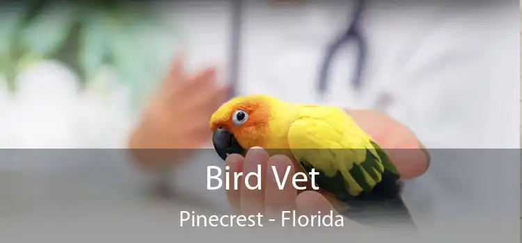 Bird Vet Pinecrest - Florida