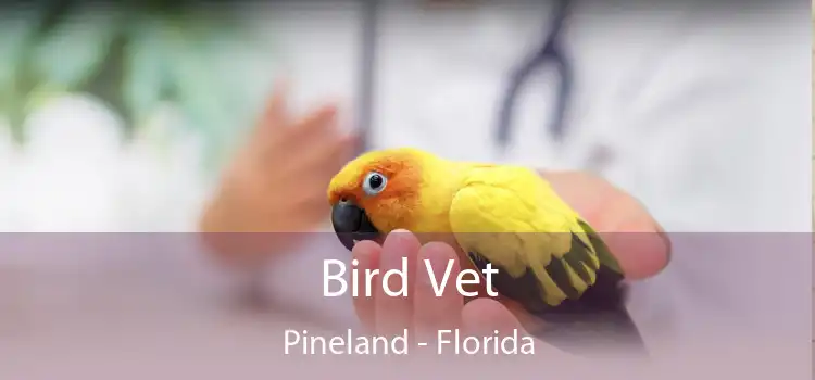 Bird Vet Pineland - Florida