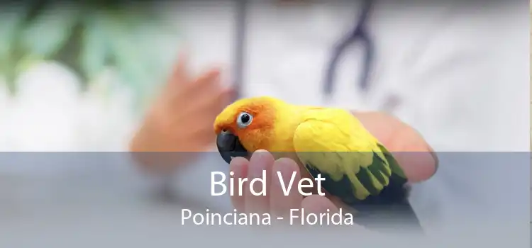 Bird Vet Poinciana - Florida