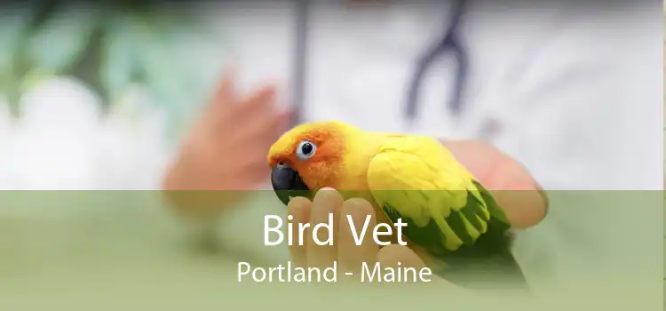 Bird Vet Portland - Maine