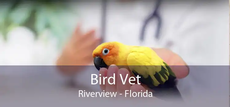 Bird Vet Riverview - Florida