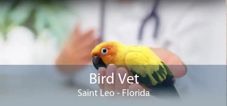 Bird Vet Saint Leo - Florida