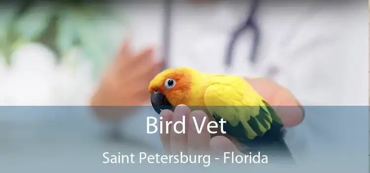 Bird Vet Saint Petersburg - Florida