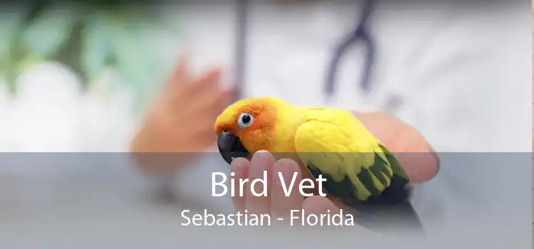 Bird Vet Sebastian - Florida